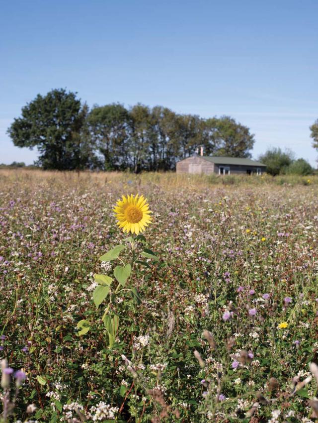 flower in field