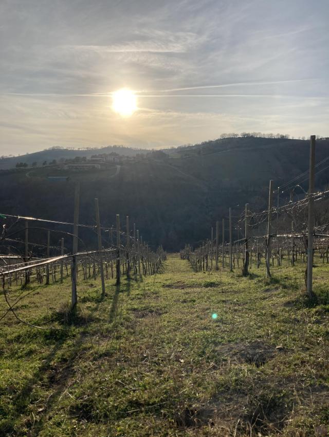 Vini di Giovanni's vineyard